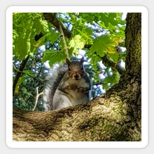 Animals in Trees A Squirrel Sticker